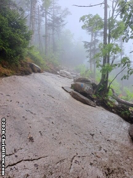 photo of smooth rock slab with trees and roots along side
