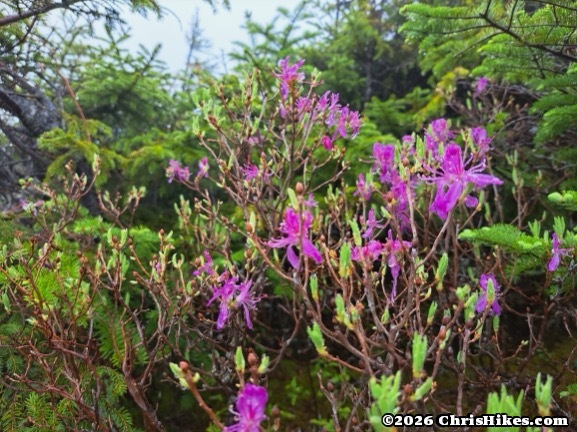 photo of bush with small purple flowers