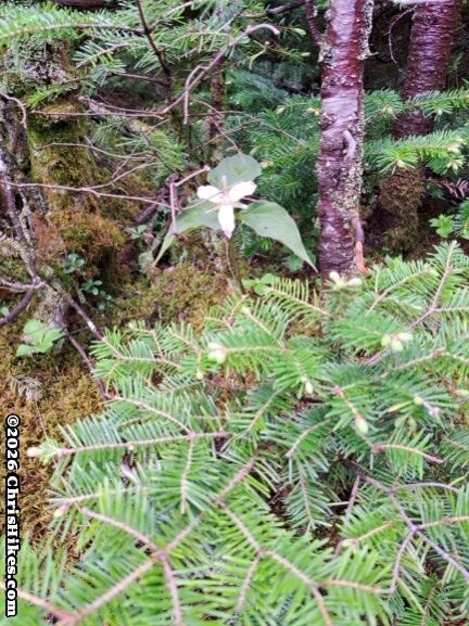 photo of trillium flower surrounded by evergreen branches