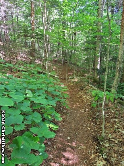 photograph of narrow hiking path through green leaves and small trees
