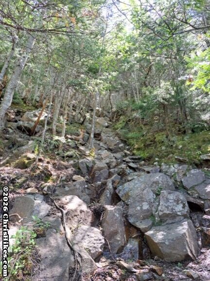 steep rocky hiking trail enclosed by trees