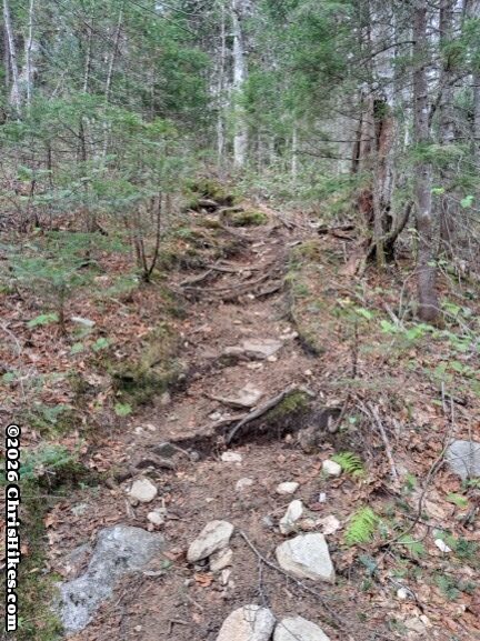 Photo of steep trail with rocks and roots in forest