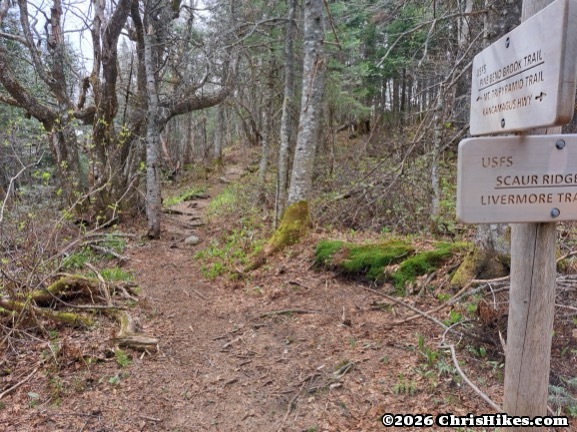 Photo of trail in forest