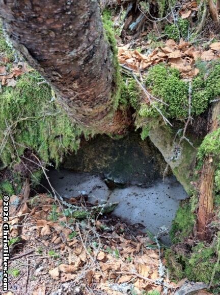 Photo of patch of ice under a tree