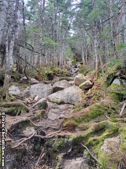 Photo of steep rocky trail in forest