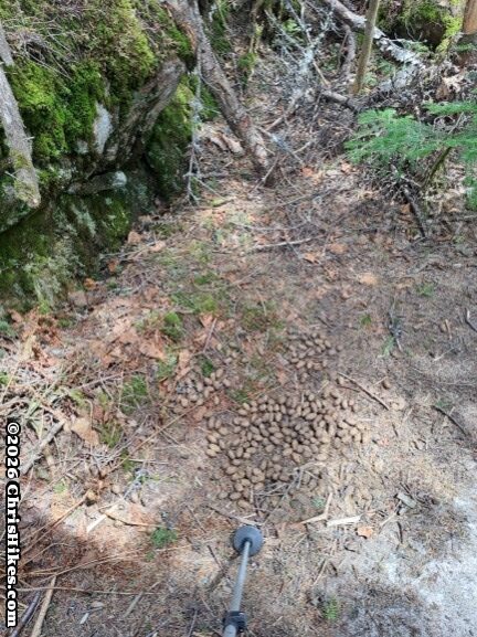 Photo of moose droppings on a hiking trail
