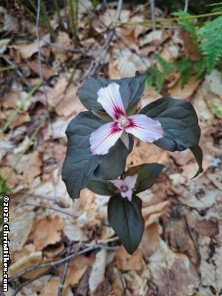 Photo of painted trillium flower