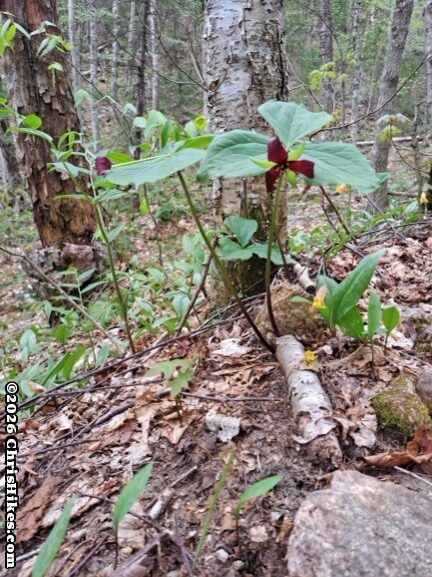 Photo of purple trillium flowers