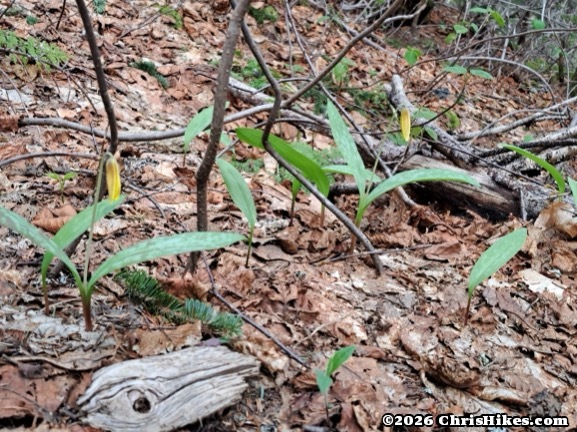 Photo of trout lily flowers