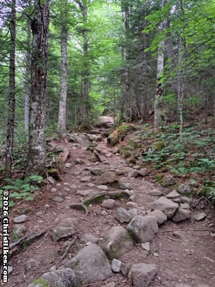Rocky hiking trail through a green forest