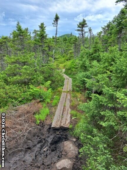 Wood planks across a bog