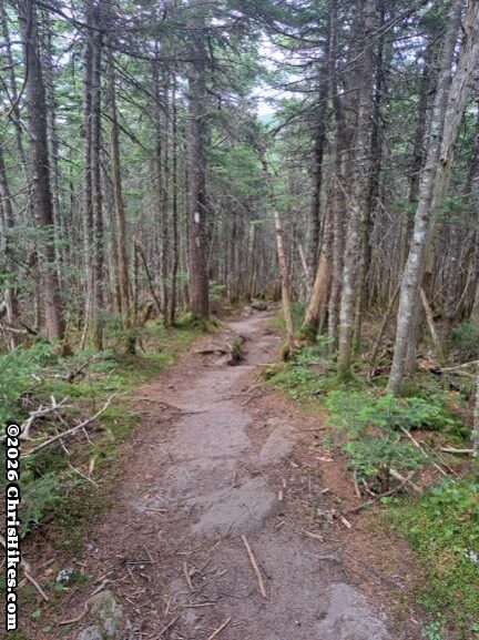 Hiking trail with dirt and smooth rocks through evergreen tree trunks