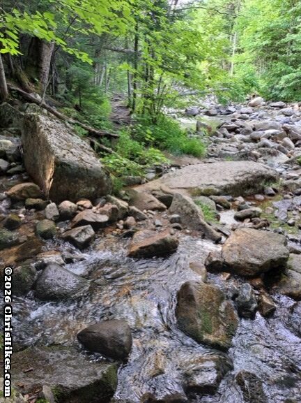 Rocky stream in green, leafy woods