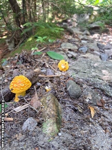 Orange spotted mushrooms growing from leafy, rocky ground