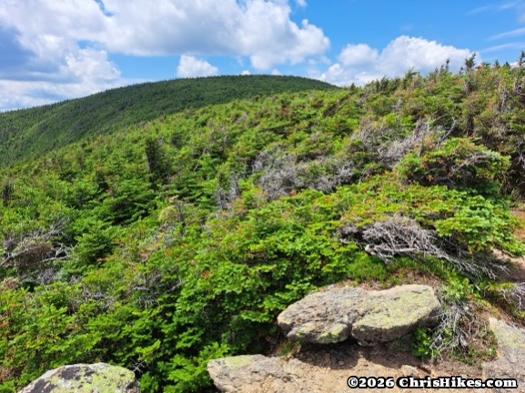 Rocks and short trees on mountain in foreground, green mountain in background