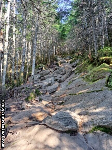 Medium sized rocks covering a hiking trail=