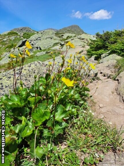 Cluster of yellow flowers with rocky mountains in background
