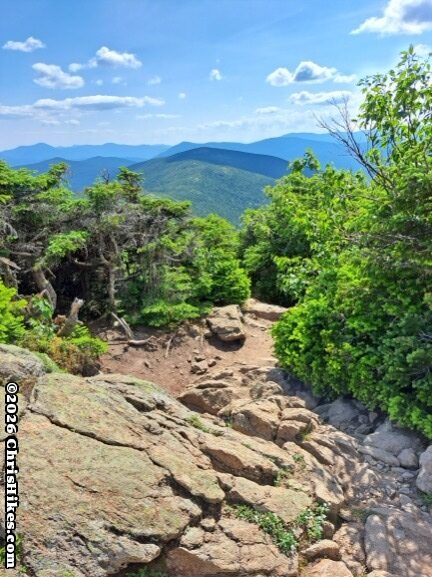 Rocky and gravel hiking trail through short evergreen trees with green rolling mountains in background