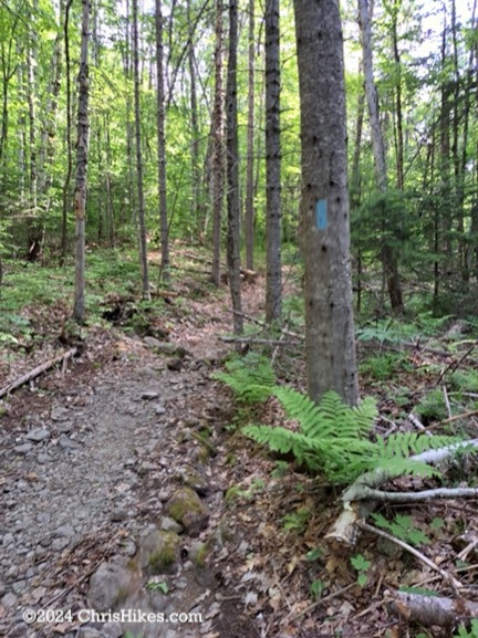 Hiking trail with blue blaze on tree.