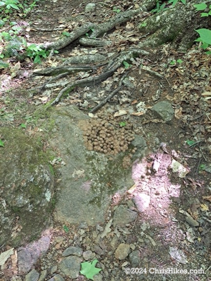 Moose scat on the forest floor