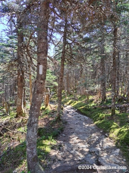 Hiking trail through pine trees with white blazes painted on trees