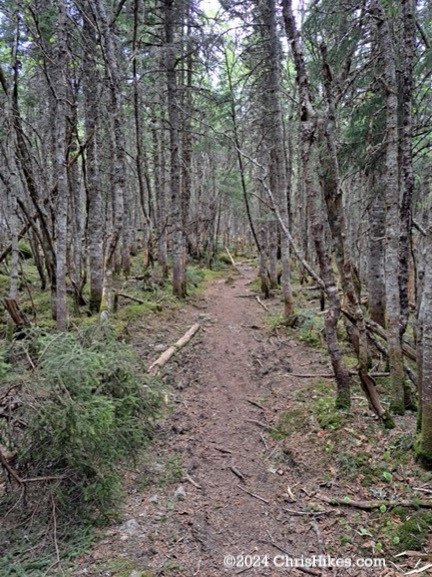 Hiking trail through pine trees