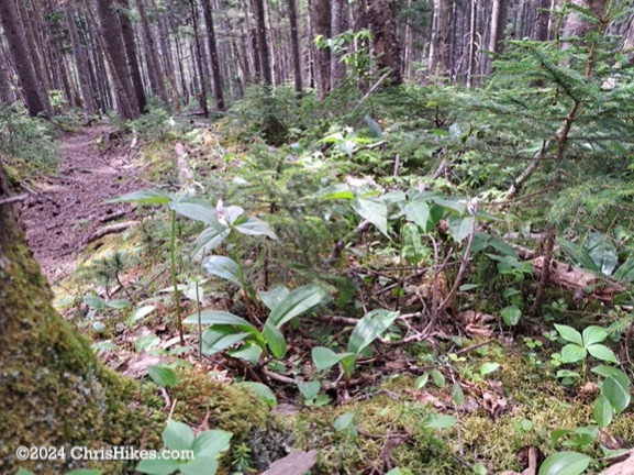 Painted trillium flowers growing on the forest floor