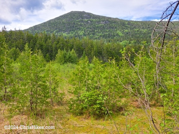 View of South Horn mountain across a meadow