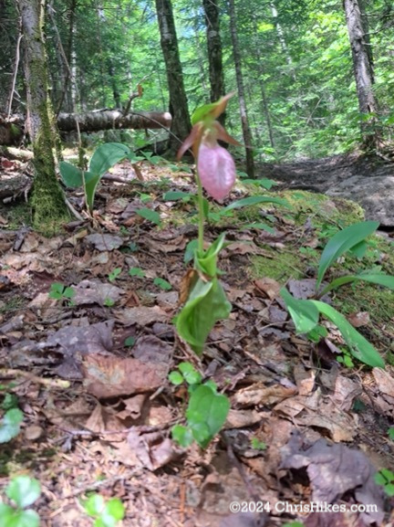 Photograph of pink lady slipper flower in the woods