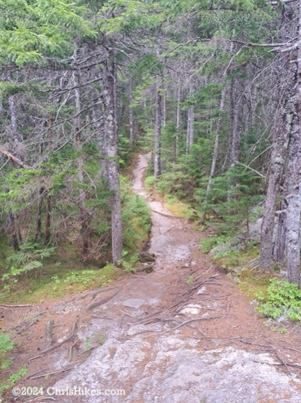 Photograph of rolling hiking trail through pine trees