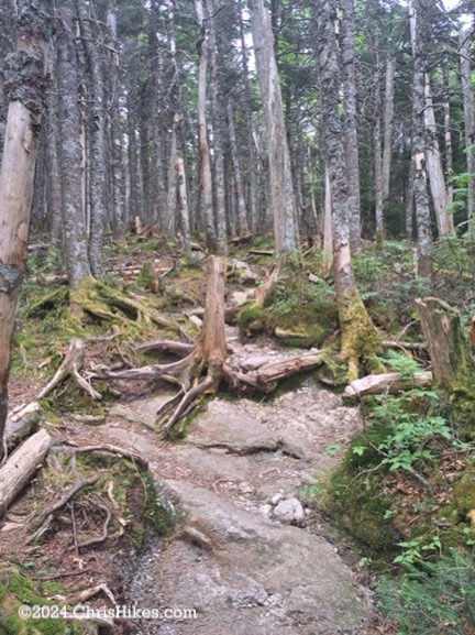 Photograph of hiking trail going up large rocks with tree roots