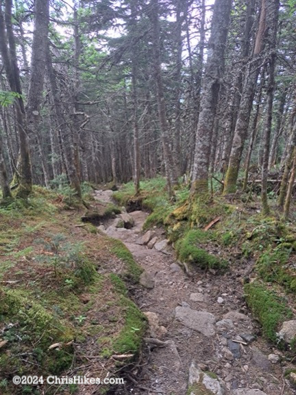 Photograph of hiking trail in a depression of the forest floor