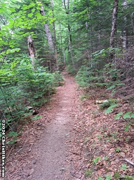 photograph of smooth hiking trail through green wooded area