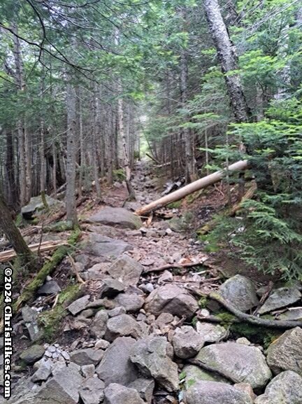 photograph of rocky hiking trail through evergreen forest