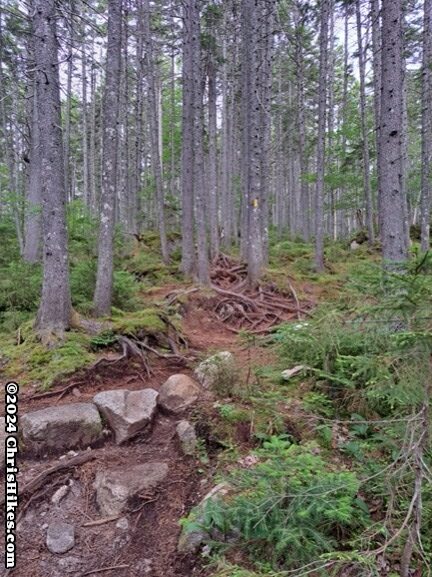 photograph of tree roots crossing hiking trail