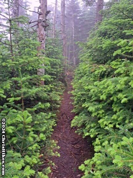 photograph of hiking trail with small pine trees closing in