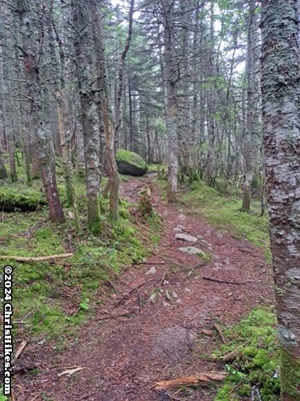 photograph of hiking trail through evergreen forest with moss on ground