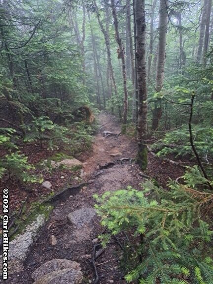 photograph of hiking trail through woods