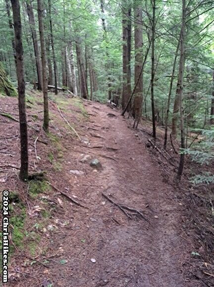 photograph of hiking trail through forest