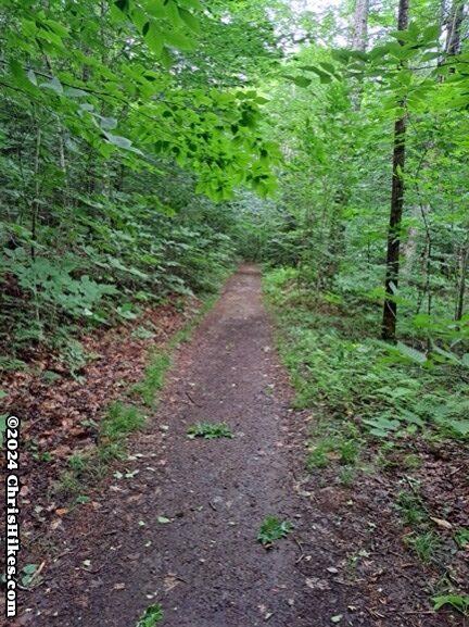 photograph of smooth hiking trail through leafy green trees