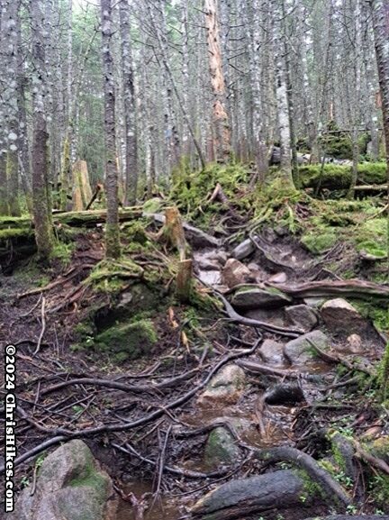 photograph of steep hiking trail filled with tree roots