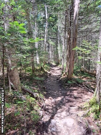 photograph of hiking trail in green woods