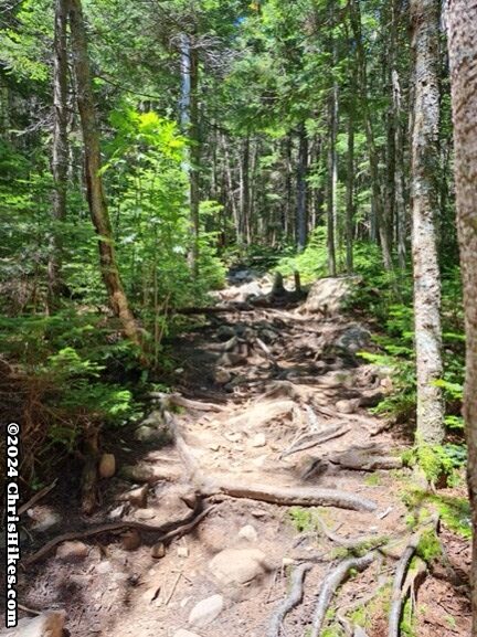 photograph of hiking trail with tree roots crossing the trail