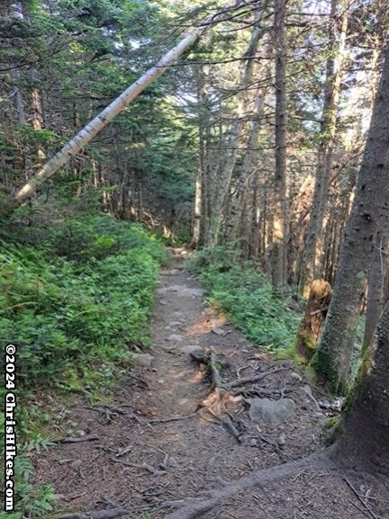 photograph of hiking trail through the woods