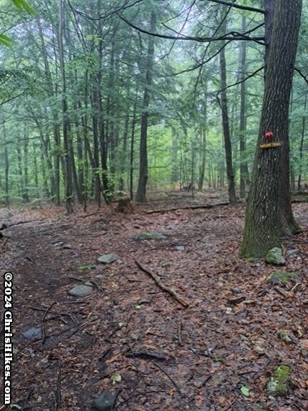 photograph of nature trail in the woods