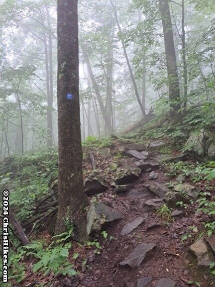 photograph of rocky hiking trail through the misty woods